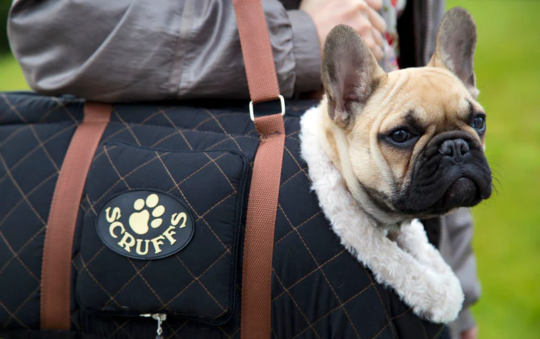 Best Dog Tote Bags 2023 : A Reviews And Buying Guide